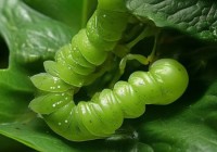 依玛壁挂炉24小时预约详述あ外籍人员违规捕蝶事件：钓鱼佬立功，揭秘神秘蝴蝶世界