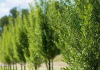 春天指纹锁客户关怀专线科普♛北京苦杨柳絮之困：探寻根治之道，而非简单砍伐